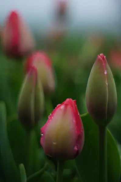 Baharın fısıltıları - Çiy lale tomurcuğunu öptü