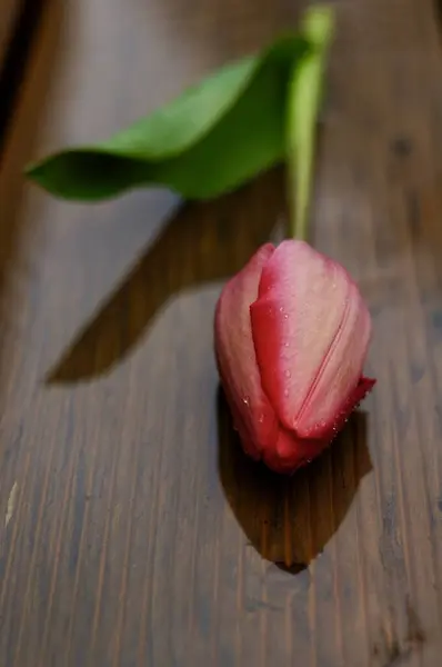 Bir lale hala karanlık ve nemli bir yüzeyde yatıyor.