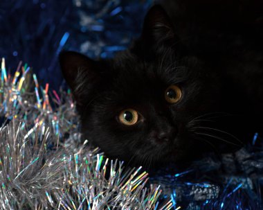 Yeni yıl çelenkleriyle siyah bir kedinin portresi. Yatay çerçeve.