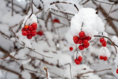 Fruits of red viburnum in winter. Sprinkled with snow. 