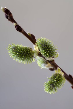 Söğüt tomurcukları. Gri bir arka planda. Makro.