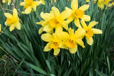 Baharda sarı timsahlar filizlendi. Yeşilliğin arka planına karşı.