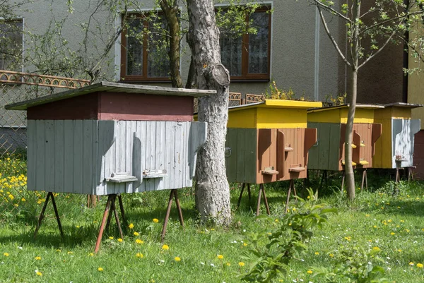 There are beehives in the garden. Near which bees fly.