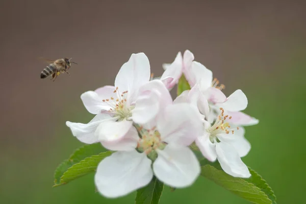 Beyaz bir çiçeğin üzerinden bir arı uçar. Seçici odak.