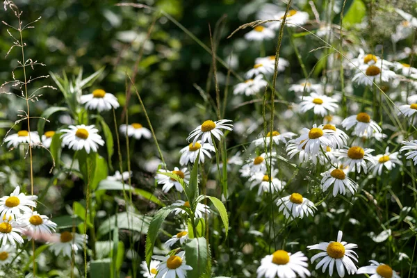 Yeşil alanda bir sürü vahşi papatya var. Seçici odak.