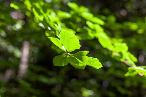 Green leaves in the sun. Against the background of a dark forest. Horizontal shot.