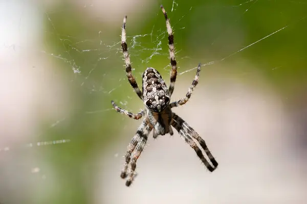 蜘蛛在网上 有选择的重点 — 图库照片