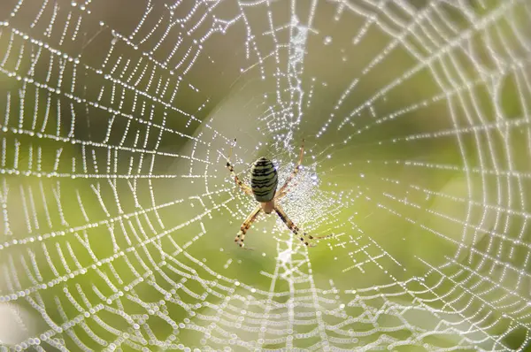 蜘蛛在网上被发现 在绿色背景上 — 图库照片