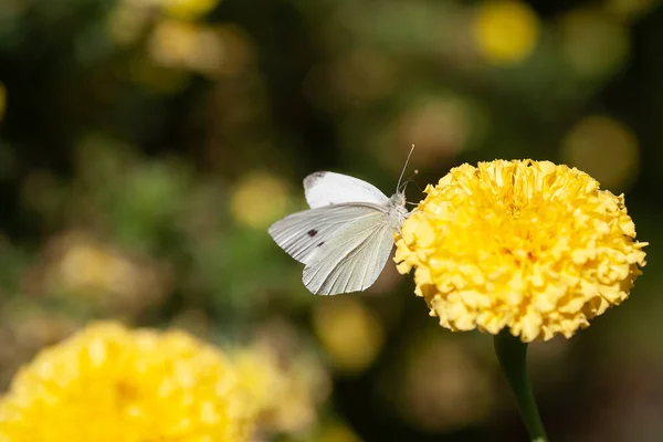 Papillon Blanc Est Assis Sur Une Fleur Jaune Concentration Sélective — Photo