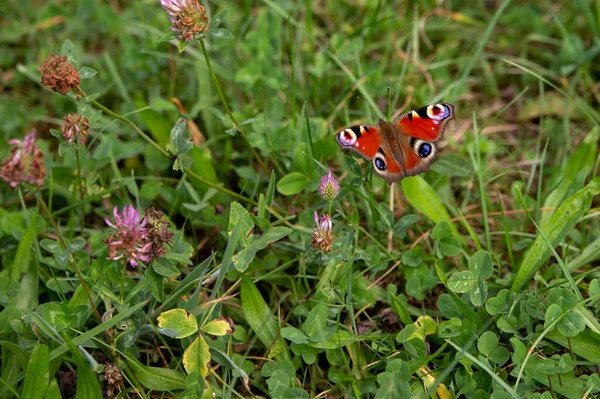 Κόκκινη Πεταλούδα Στο Πράσινο Γρασίδι Οριζόντια Βολή — Φωτογραφία Αρχείου