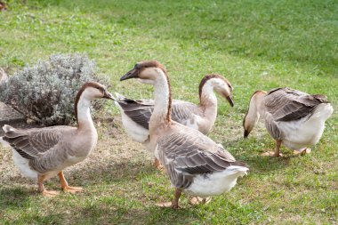 Beyaz masada bir laringoskop, fondoskop ve nabız oksimetresi var. Yatay çekim.