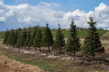 Genç Noel ağaçları arka arkaya dikilir. Gökyüzünün arka planında bulutlarla.