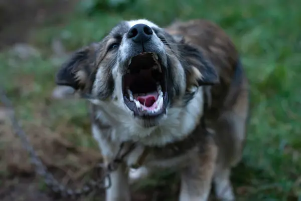 Kızgın bir köpek sana havlıyor. Ağzını agresif bir şekilde açtı..