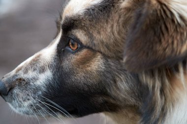 Profilde bir köpeğin portresi. Yatay çerçeve.