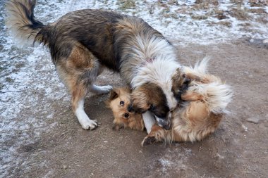 Büyük ve küçük bir köpek birbirleriyle oynuyorlar. Yatay çekim.