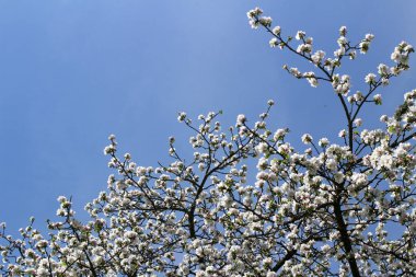 Mavi bir arkaplanda çiçek açan elma ağacı.