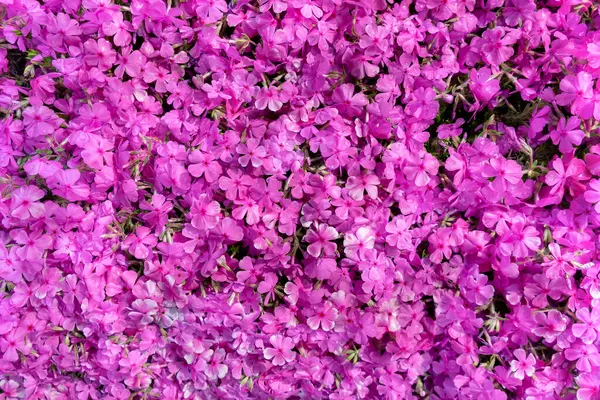 Kırmızı çiçeklerin arka planı. Yatay çerçeve.