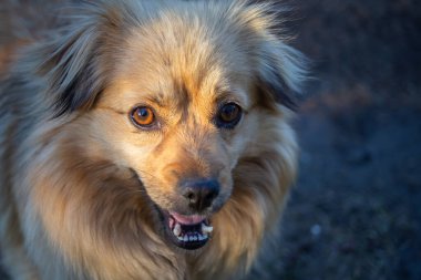 Kızıl saçlı bir köpeğin portresi. Yatay çekim.