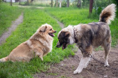 Karşılıklı oturan iki köpek. Yeşil çimlerin arka planında.