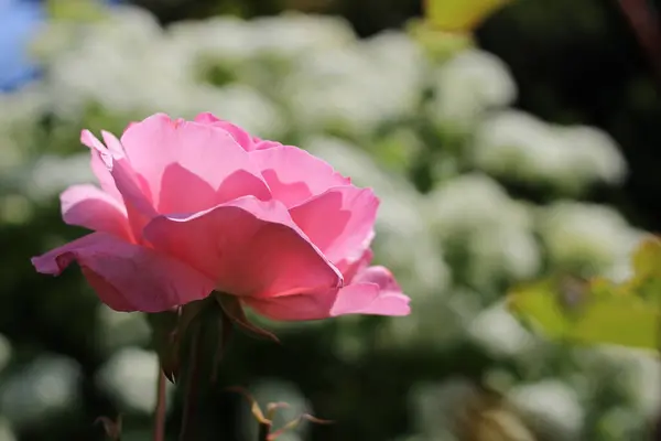 Bahçede beyaz çiçeklerden oluşan bir arka planda pembe gül çiçek açtı. Seçici odak.