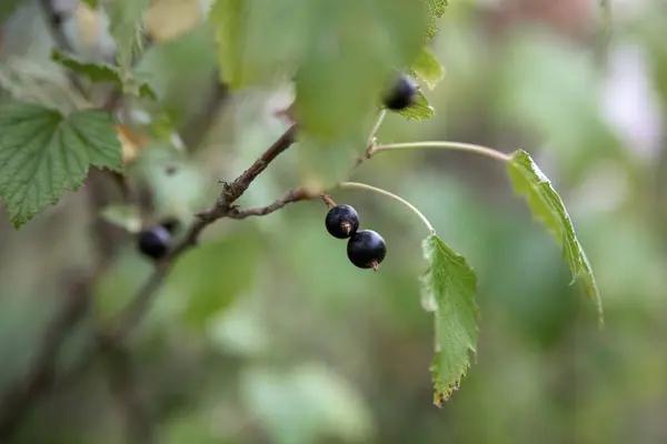 Çalının üzerinde kuşüzümü var. Seçici odak.