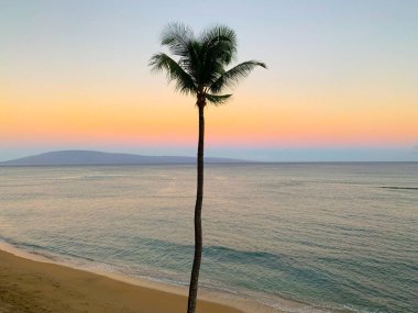 Pasifik Okyanusu üzerinde yumuşak pastel gün batımı tek palmiye ağacı ve kumlu plajla