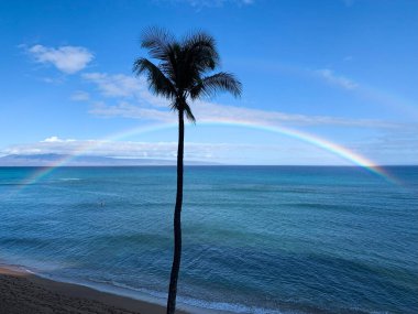 Okyanusun üzerinde gökkuşağı, parlak mavi gökyüzü ve bir palmiye ağacı