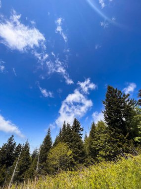 Parlak mavi gökyüzü ve beyaz kabarık bulutları olan sonsuz yeşil ağaçlar.