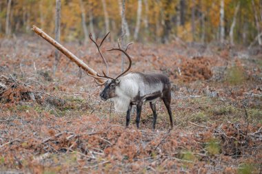 Ren geyiği Rangifer tarandus sürüsü ve İsveç Lappland İsveç Jokkkmokk 'un kuzey kesiminde görülen yavru..