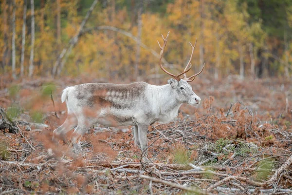 Reindeer Rangifer Tarandus Herd Young Calf Spotted Northern Part Swedish — Stock Photo, Image