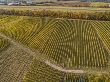 Hava manzaralı ünlü Alman Şarap Bölgesi Moselle Nehri Yatağı ve Guels Köyü Sonbahar Sonbahar Renkleri.