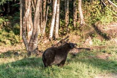 Kara Ayı anne ve yavrusu yaz zamanı, Acadieville New Brunswick Kanada.