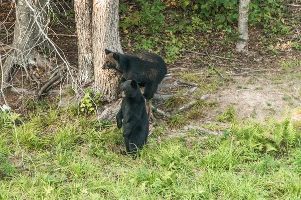 加拿大新不伦瑞克市 黑熊妈妈和小熊宝宝在树梢攀爬 — 图库照片