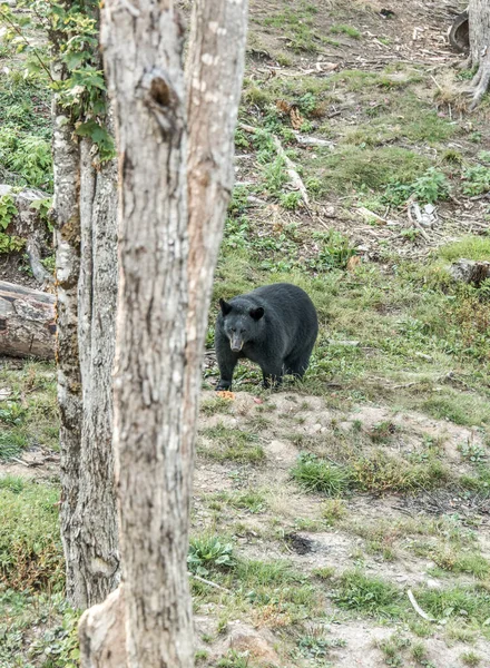 Wild Black Bear Passeggiate Nelle Foreste Del Parco Nazionale Acadieville — Foto Stock