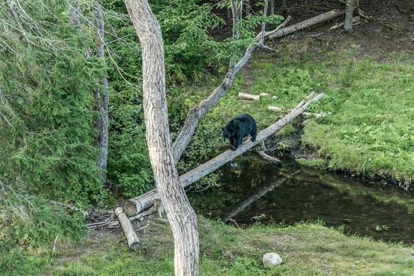 블랙베어 어미와 여름철에 나무를 올라가는 아카디 뉴브런즈윅 캐나다 — 스톡 사진