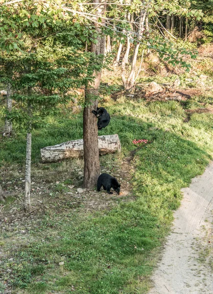 Мать Детеныш Черного Медведя Забравшиеся Вершину Дерева Летом Акадивилль Канадская — стоковое фото