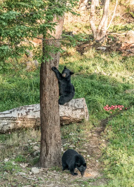 Ours Noir Mère Bébé Ourson Grimpant Dans Arbre Plein Été — Photo