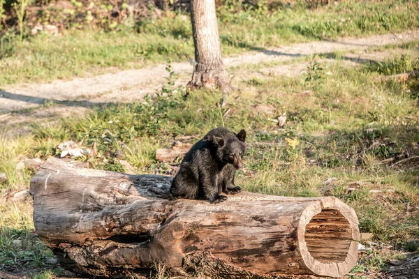 Madre Del Oso Negro Cachorro Bebé Trepando Árbol Hora Verano — Foto de Stock