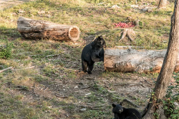 Black Bear Μητέρα Και Μωρό Cub Αναρρίχηση Ένα Δέντρο Κορυφή — Φωτογραφία Αρχείου
