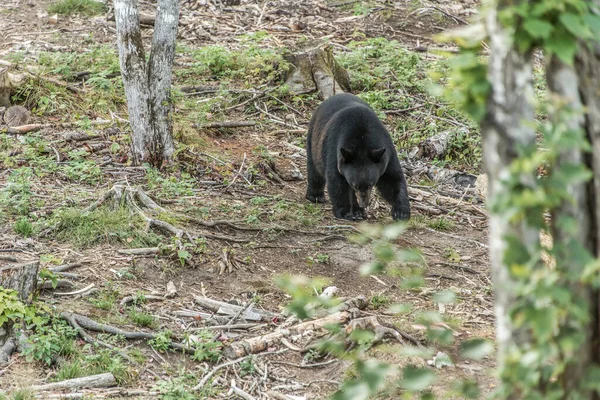 Wild Black Bear Wandelingen Bossen Van Acadieville National Park New — Stockfoto