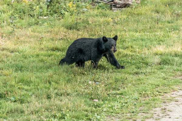Черный Медведь Мать Ребенок Детеныш Летнее Время Акадивилль Нью Брансуик — стоковое фото