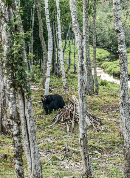 加拿大新不伦瑞克库奇布夸克河Acadieville国家公园的森林中散步的野生黑熊 — 图库照片