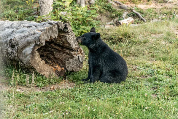 加拿大新不伦瑞克Acadieville的黑熊妈妈和小熊宝宝夏天 — 图库照片