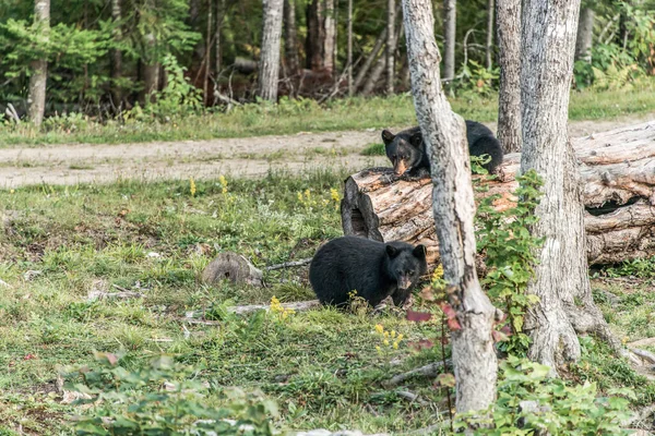 Black Bear Mãe Filhote Bebê Escalando Uma Árvore Topo Verão — Fotografia de Stock