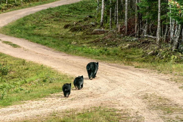 Black Bear Mãe Filhotes Bebê Andando Fora Hora Verão Acadieville — Fotografia de Stock