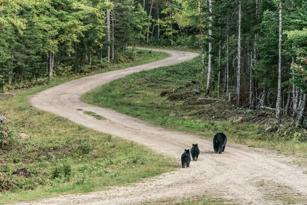 Мати Чорного Ведмедя Малята Йдуть Літом Акадівілль Нью Брансвік Канада — стокове фото