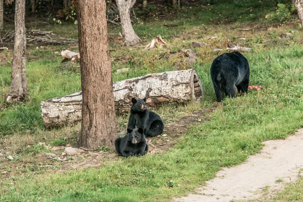 Madre Del Oso Negro Cachorro Bebé Trepando Árbol Hora Verano — Foto de Stock