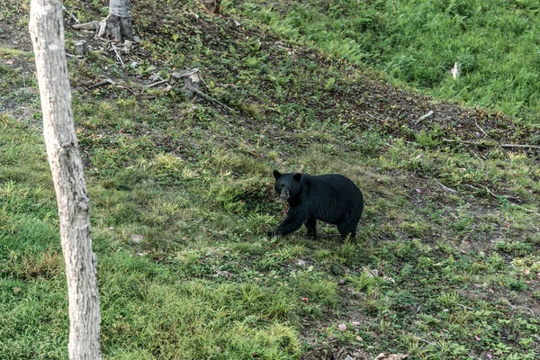 Wild Black Bear Прогулки Лесах Национального Парка Acadieville Нью Брансуик — стоковое фото