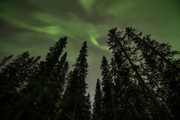 View Brilliant Green Aurora Shining Swedish Foggy Forest Landscape Tannfforsen — Stock Photo, Image