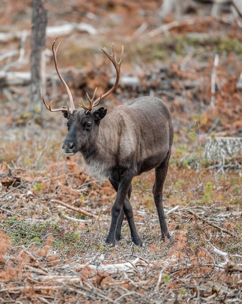 Reindeer Rangifer Tarandus Herd Young Calf Spotted Northern Part Swedish — Stock Photo, Image